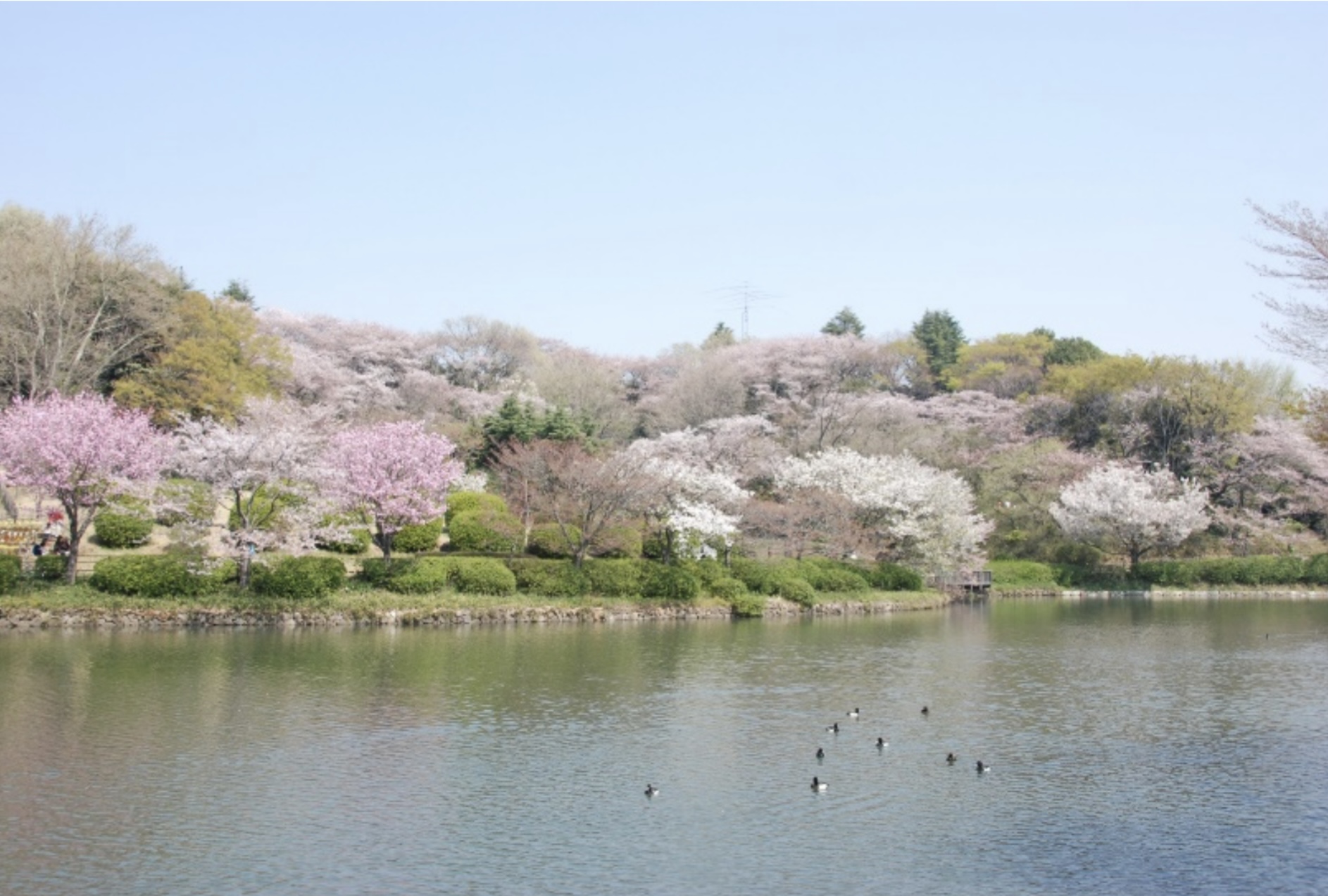 つるみ街ナカ花めぐり ～三ツ池公園～花月園公園～鶴見川遊歩道【花のコラム】